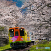 樽見鉄道と桜②
