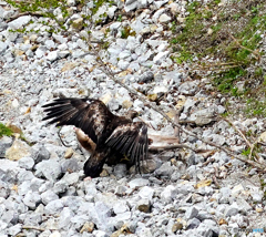 自然界の厳しさ②