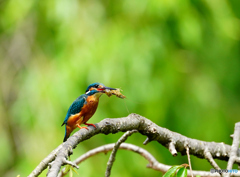 エビさんゲット(^*;*^〉