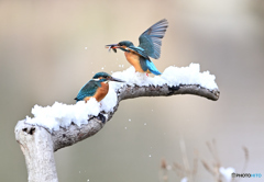 わーい！雪だ