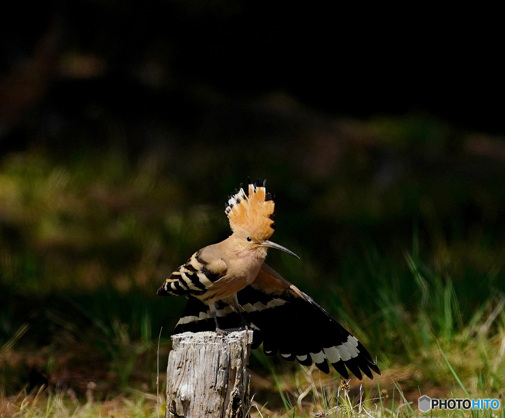 お立ち台でポ－ズ