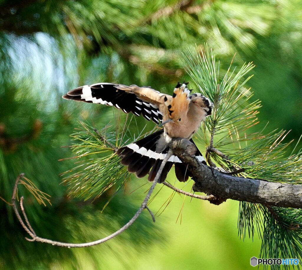 パフォーマンス（1）