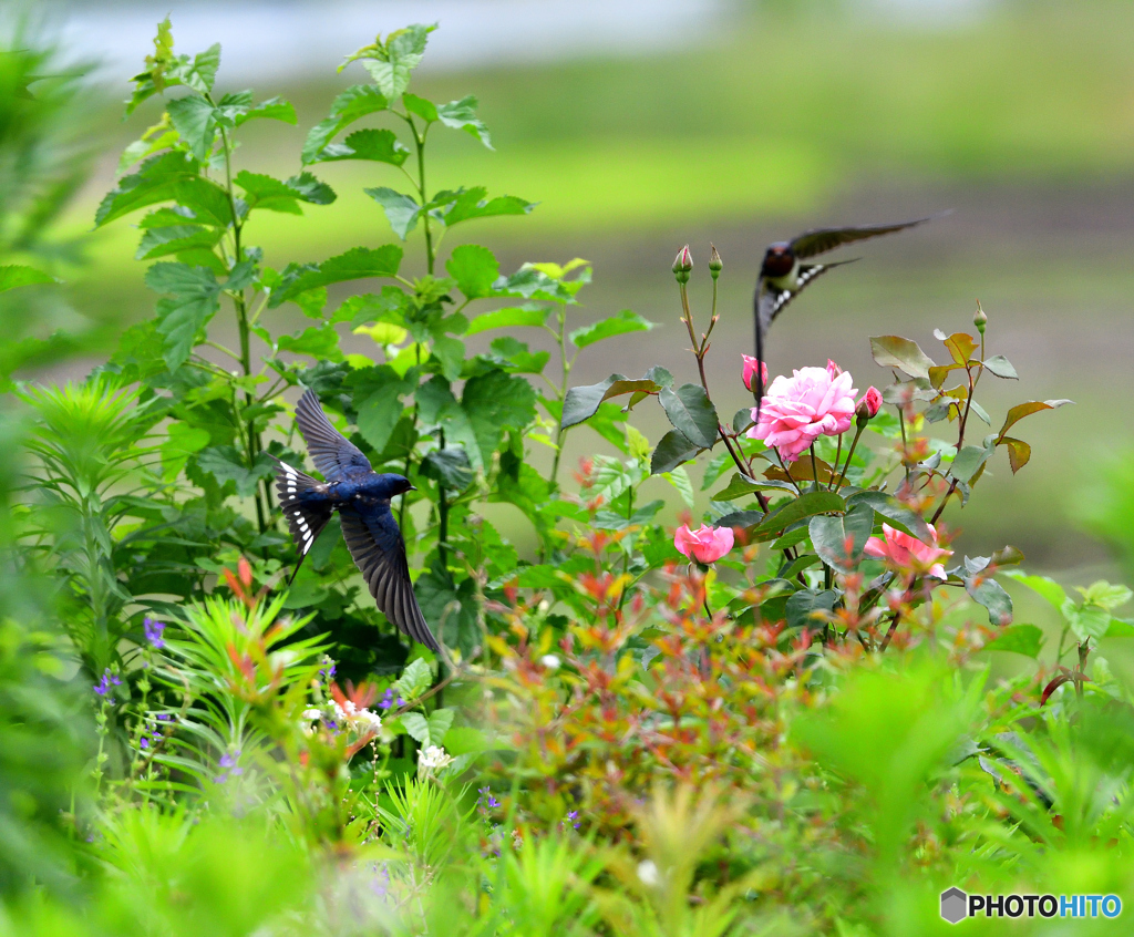 ツバメさん季節①