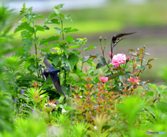 ツバメさん季節①