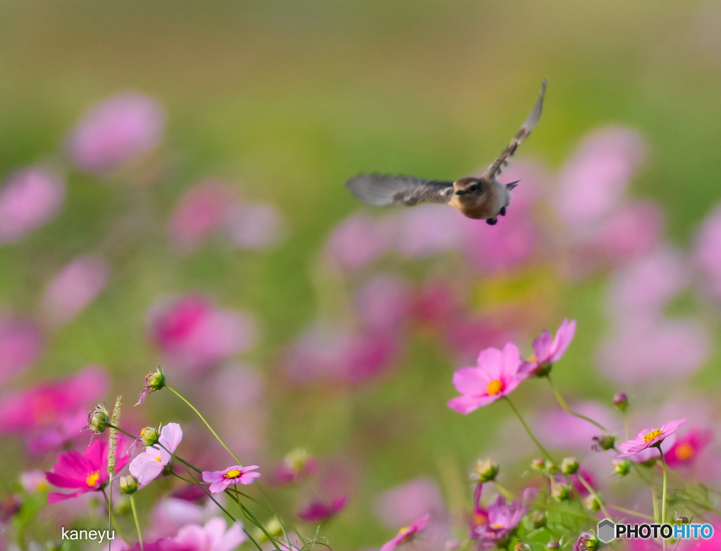 花～～～花に