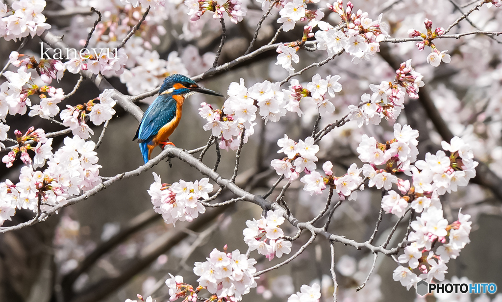 桜カワセミ③