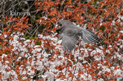 桜ハヤブサ③