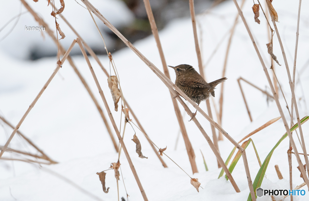 大雪とミソサザイ