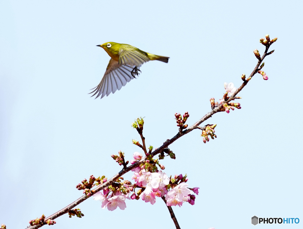 メジロと河津桜