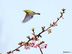 メジロと河津桜