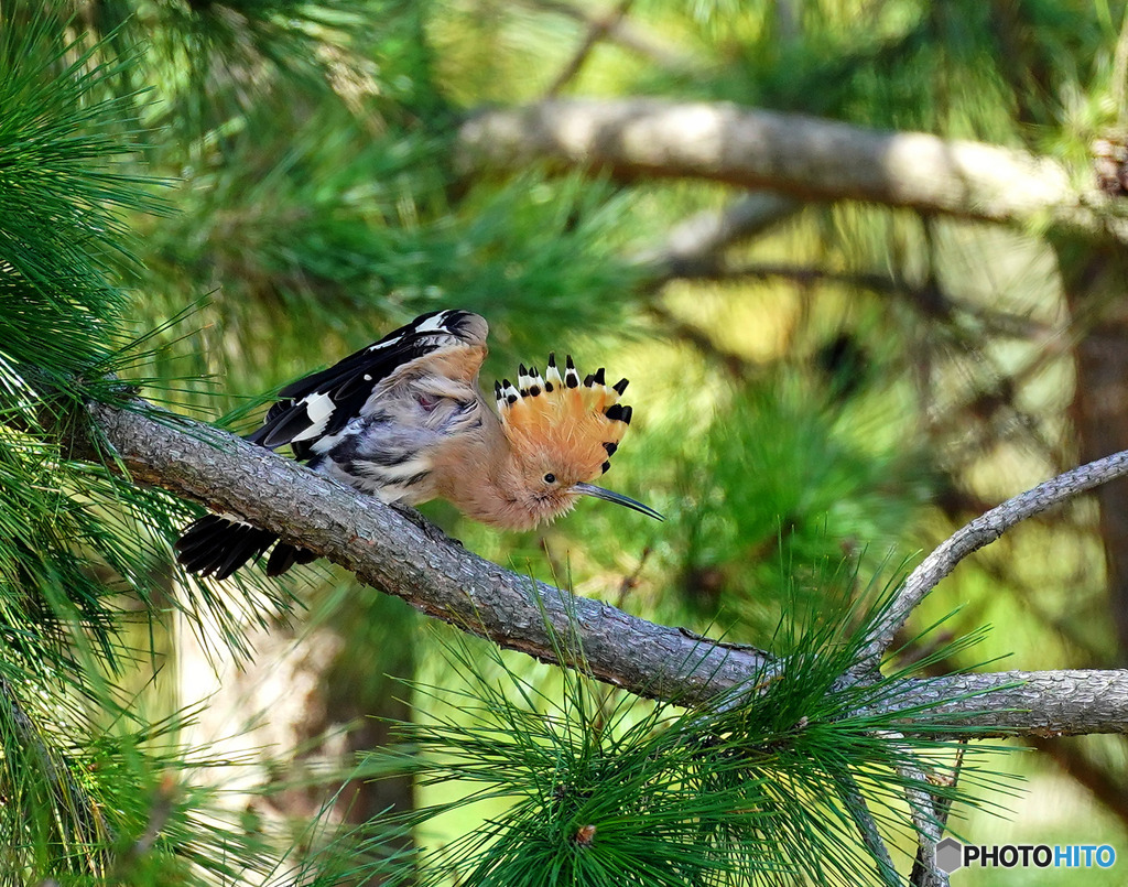 エンゼルポ－ズ