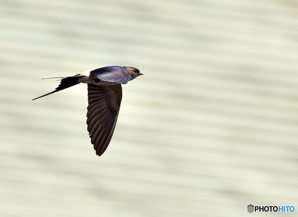 コシアカツバメ参上