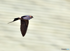 コシアカツバメ参上