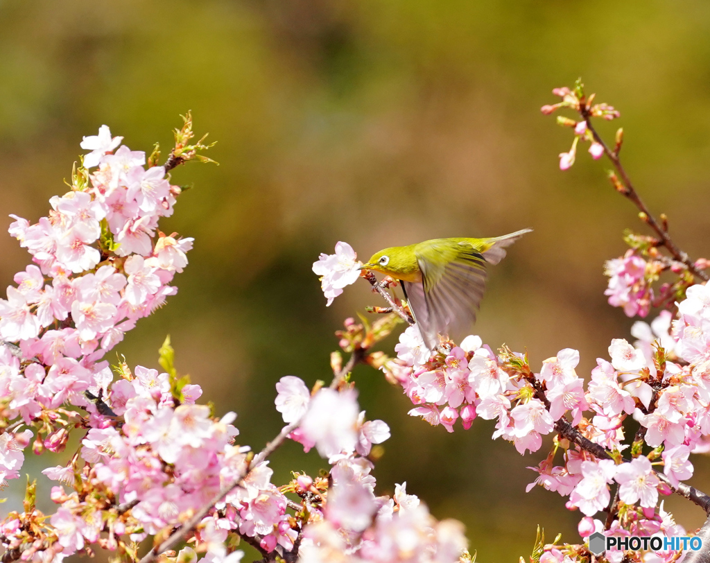 メジロと河津桜