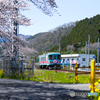 樽見鉄道と桜③