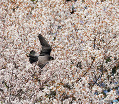 桜とハヤブサの背打ち