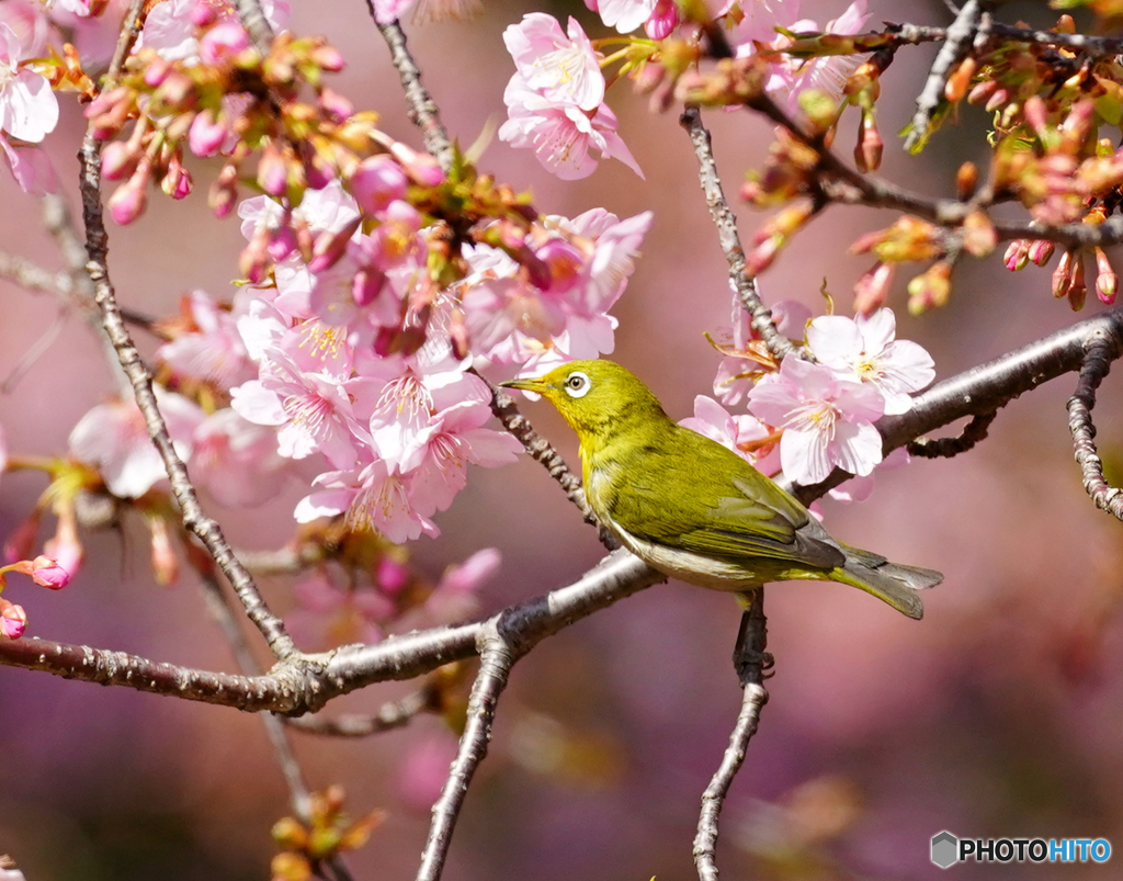 メジロと河津桜