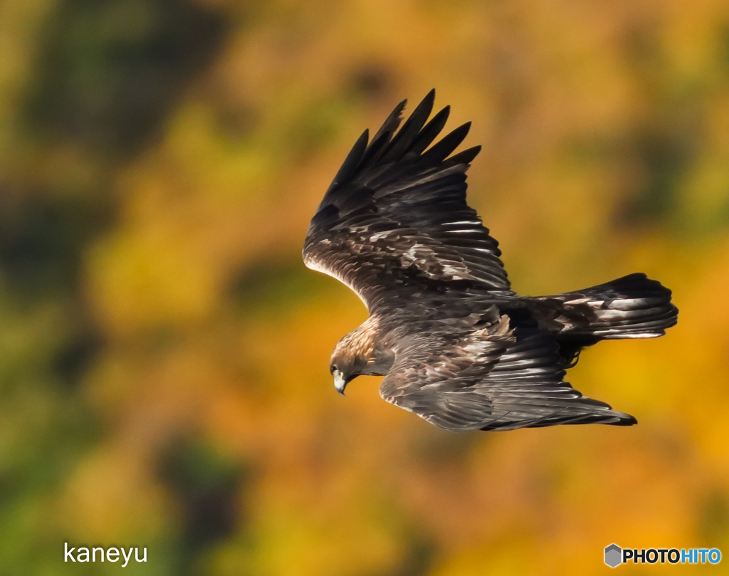 紅葉とイヌワシ