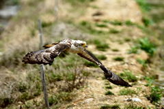 カンムリワシ幼鳥1