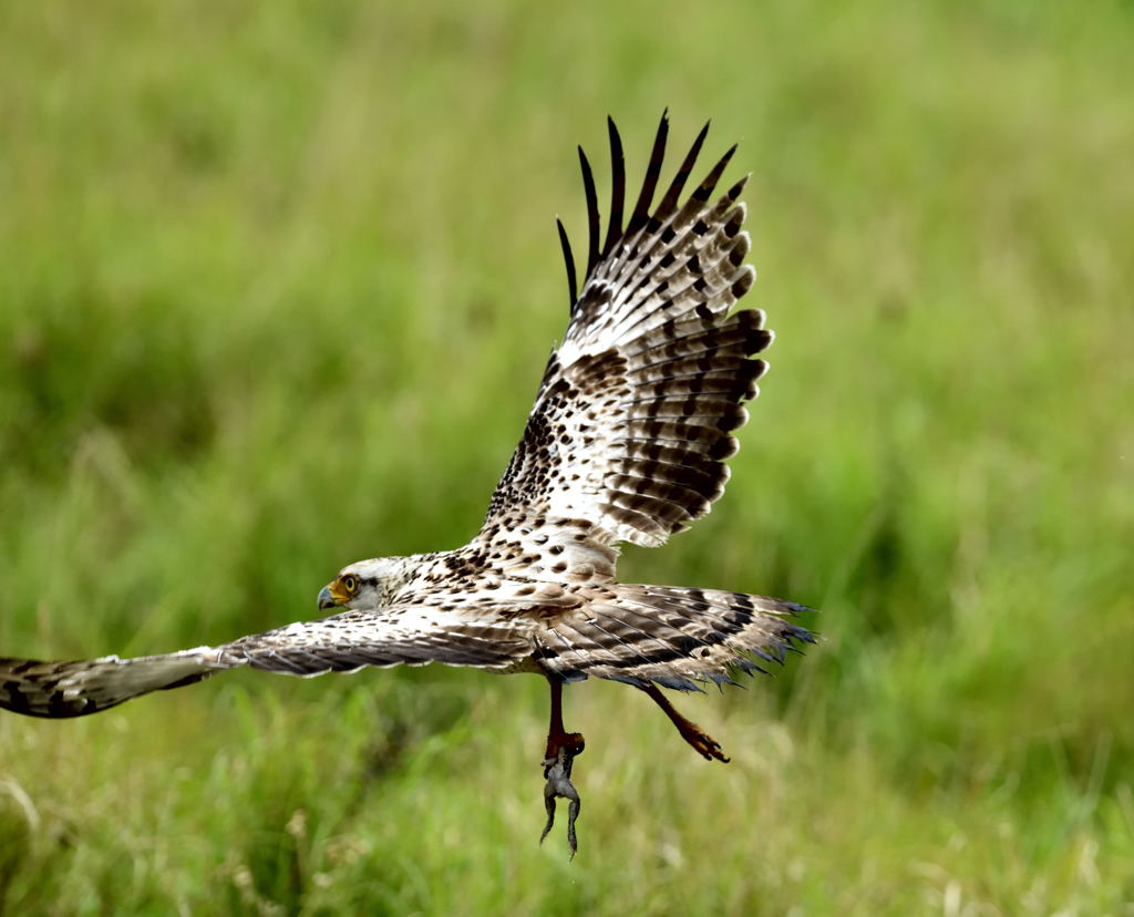 カンムリワシ幼鳥