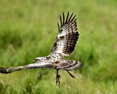 カンムリワシ幼鳥