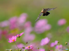 花～～～花に