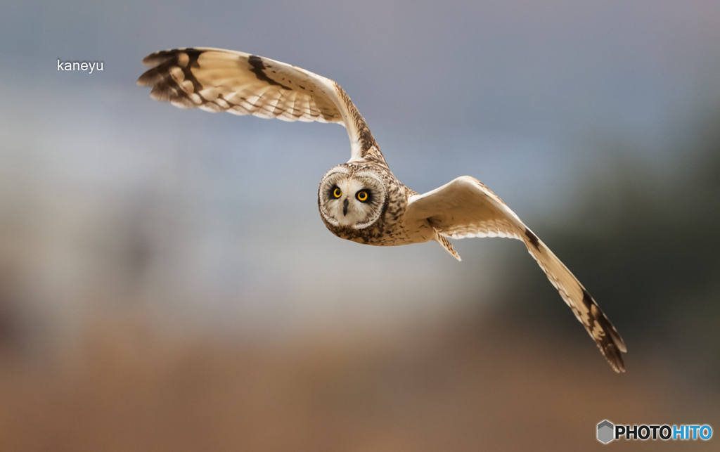 コミミズク大接近