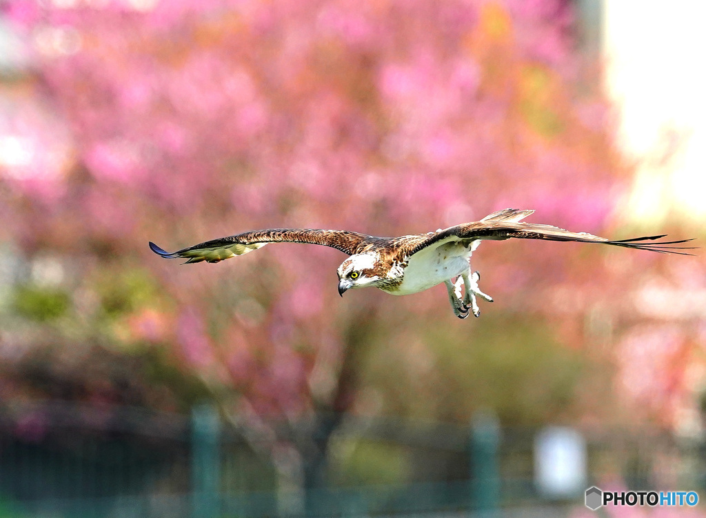 花桃背景のﾐｻｺﾞ