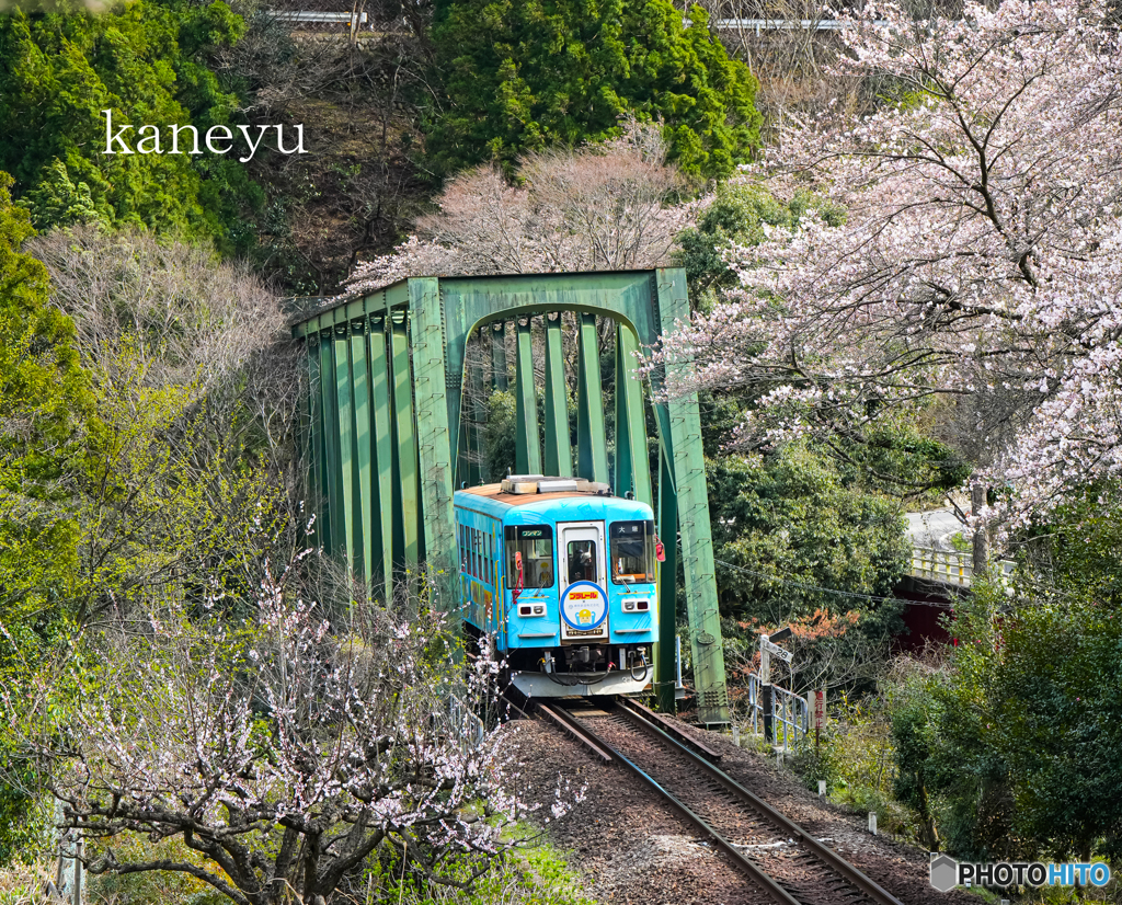 樽見鉄道と桜④