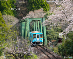 樽見鉄道と桜④