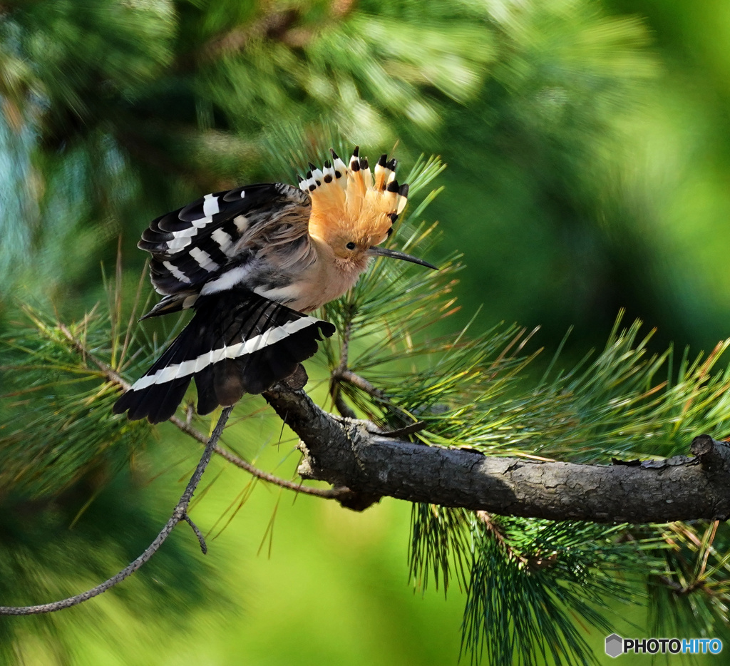 パフォーマンス（2）