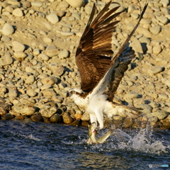 オレの獲物だ