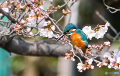 桜カワセミ②