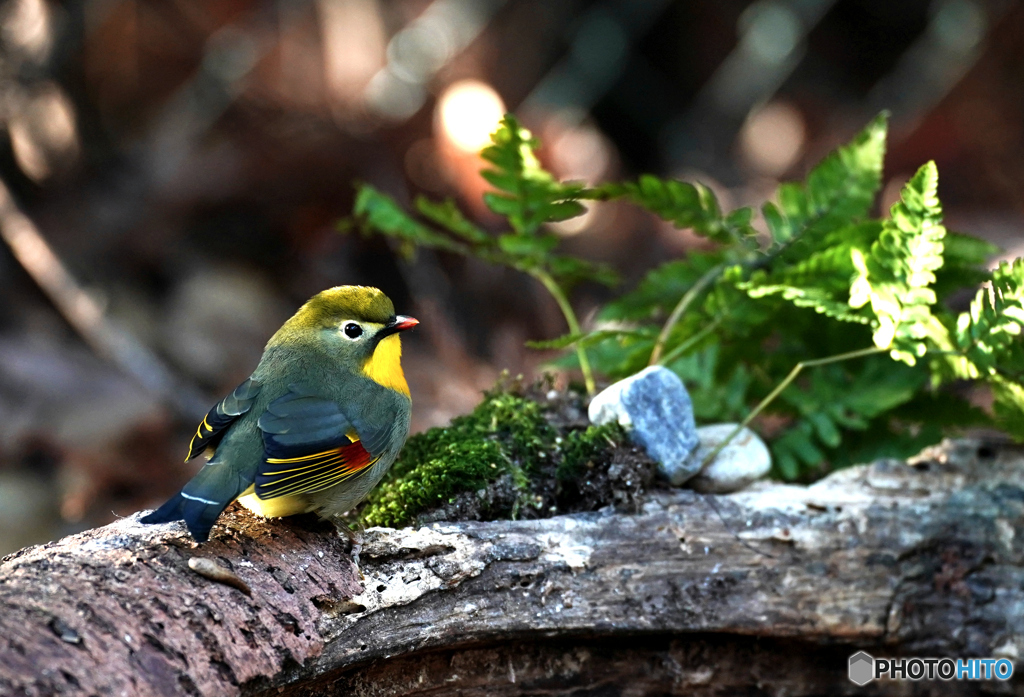 見返りソウシチョウ