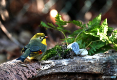 見返りソウシチョウ