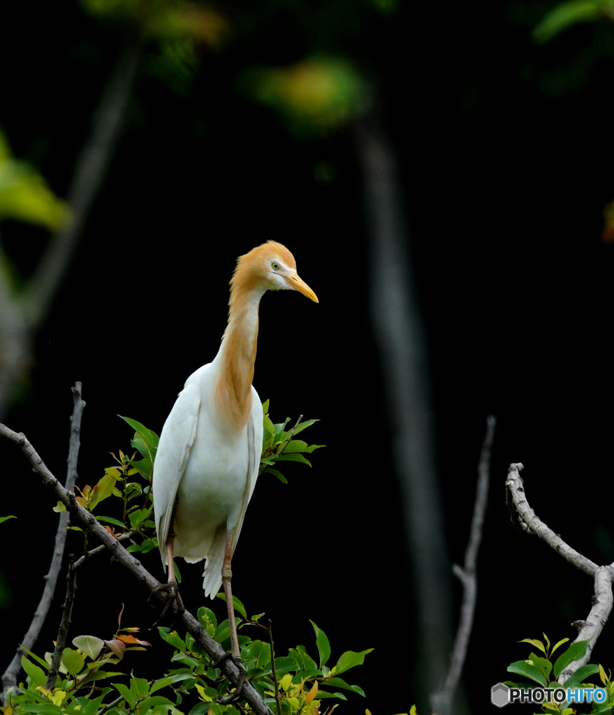 アマサギ