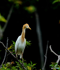 アマサギ