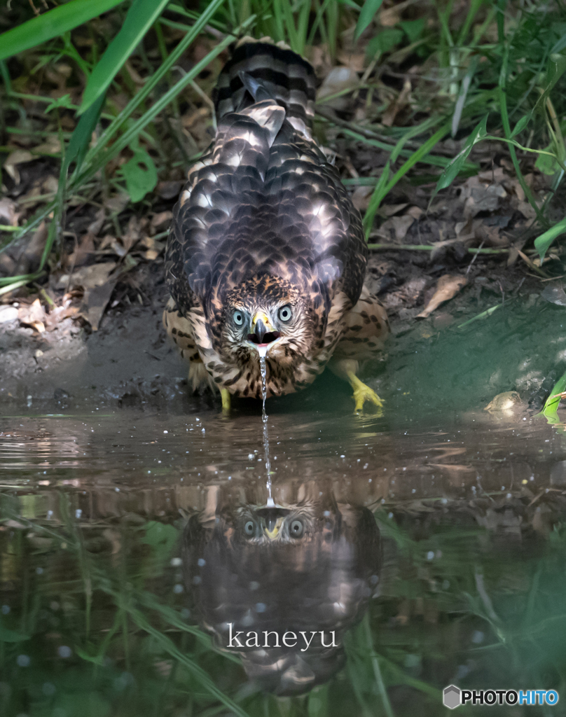 オオタカ幼鳥⑤