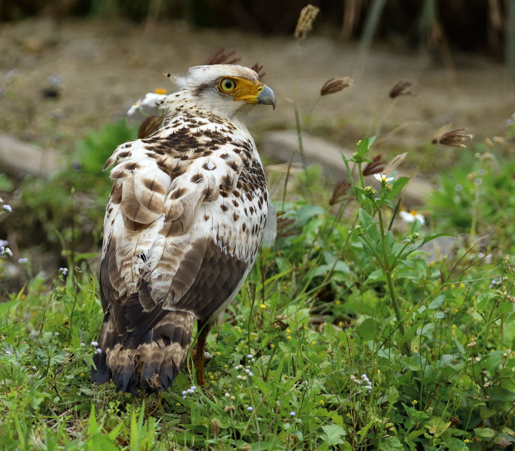 カンムリワシ幼鳥