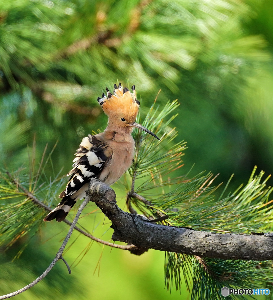何と、、、冠羽が立ちました