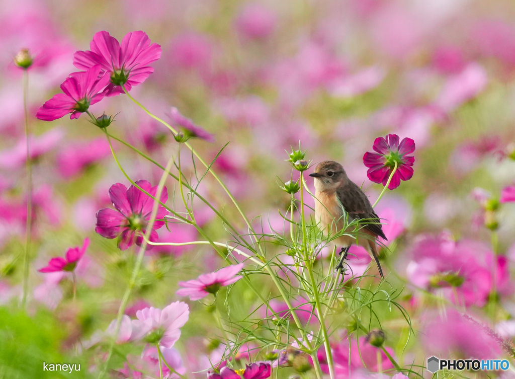 秋桜ノビタキ②