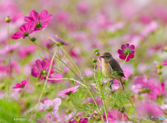 秋桜ノビタキ②