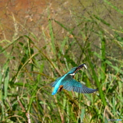 カワセミ1
