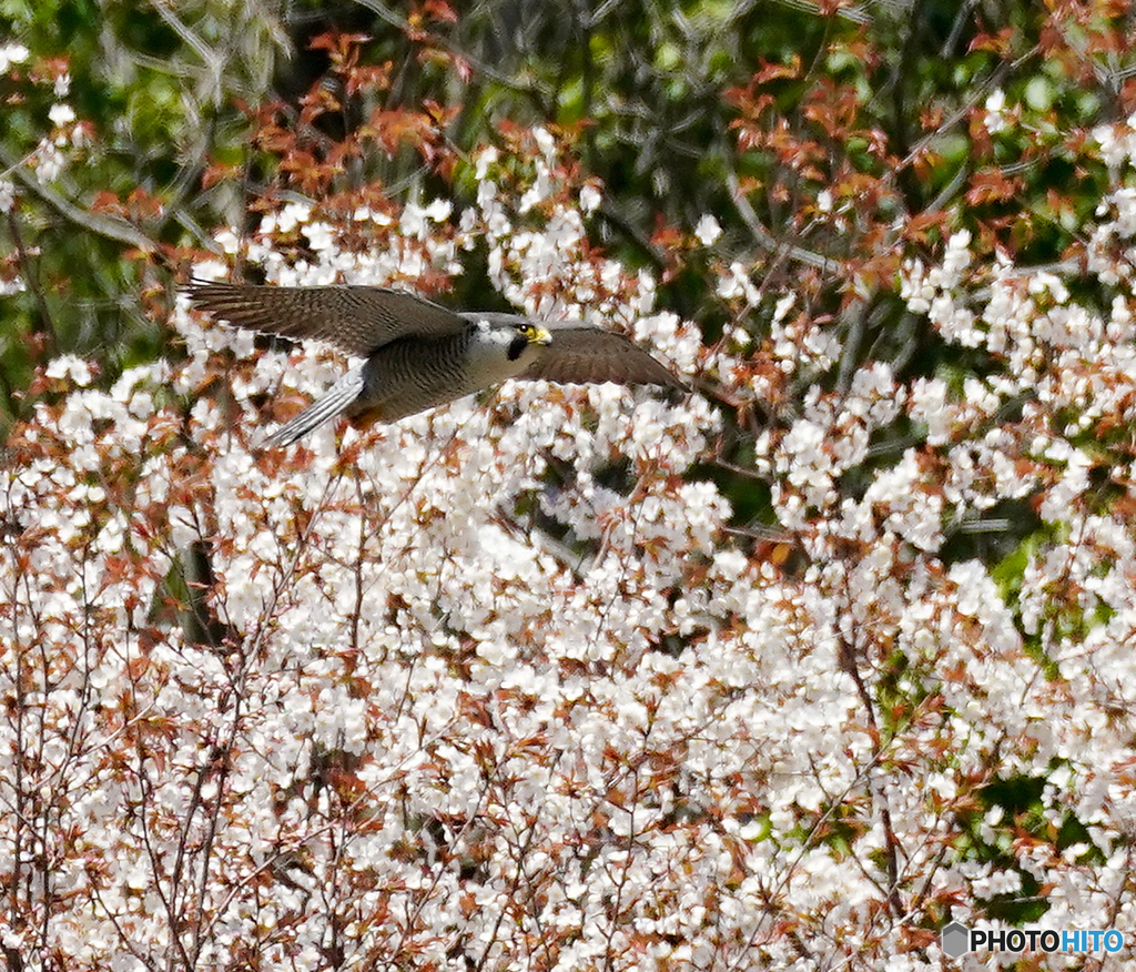 桜とハヤブサ