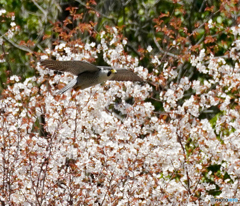 桜とハヤブサ