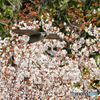 桜とハヤブサ