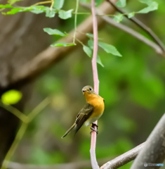 見返りムギマキ