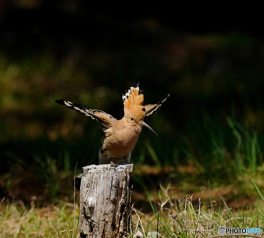 セーフのポ－ズ