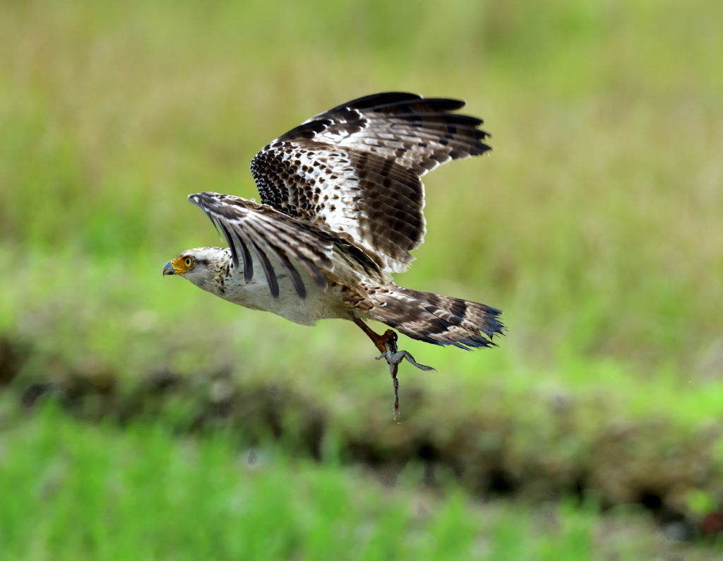カンムリワシ幼鳥