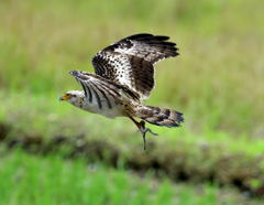 カンムリワシ幼鳥